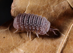 Armadillo tuberculatus 
