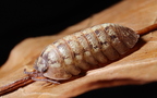 Armadillidium vallombrosae 