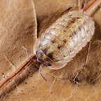 Armadillidium vallombrosae 