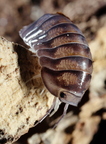 Cubaris sp Black Pearl
