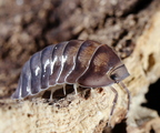 Cubaris sp Black Pearl