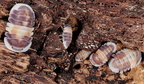 Cubaris sp Cappucino