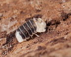 Cubaris sp Castle Black