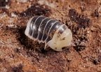 Cubaris sp Castle Black