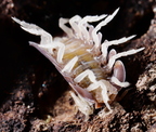Cubaris sp Piggy