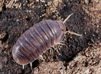 Cubaris sp Piggy
