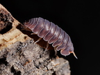 Cubaris sp Piggy