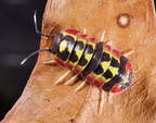 Merulanella sp Diablo