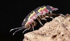 Merulanella sp Diablo