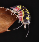 Merulanella sp Diablo