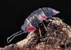 Merulanella quadricolor
