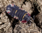 Merulanella quadricolor