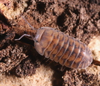 Merulanella sp "Thunder Dragon"