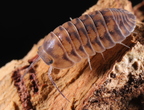 Merulanella sp "Thunder Dragon"