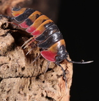 Merulanella sp "Tricolor' with orange