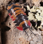 Merulanella sp "Tricolor' with orange