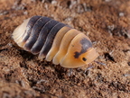 Cubaris sp "Bumblebee"