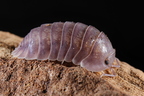 Cubaris sp "Silver Ghost"