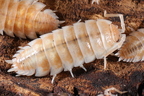 Porcellio ornatus "Skeleton"