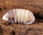 Cubaris sp "Panda Knight"