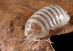 Armadillidium maculatum "Champagne"
