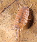 Porcellio beaticensis "Orange"