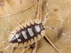 Porcellio expansus "Tortosa"