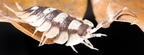Porcellio expansus "Tortosa"