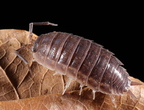 Porcellio sp "Dark Red"