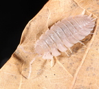 Porcellio spatulatus "White"