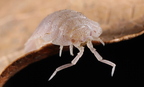 Porcellio spatulatus "White"