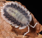Porcellio werneri "Silverback"