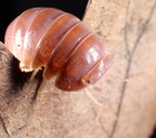 Armadillo officinalis
