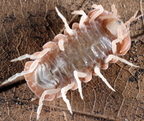 Armadillo officinalis