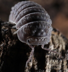 Armadillo tuberculatus