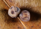 Cubaris sp "Amber Firefly"