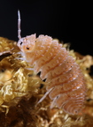 Cristarmadillidium muricatum