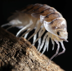 Cubaris sp "Silver Tiger"