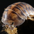 Isopoda sp "Woodgrain"
