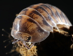 Isopoda sp "Woodgrain"