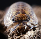 Isopoda sp "Woodgrain"