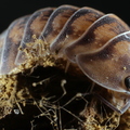 Merulanella sp "Thunder Dragon"