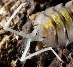 Porcellio boliviari "Ghost"