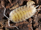 Porcellio boliviari "Lemonade"
