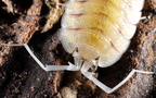 Porcellio boliviari "Lemonade"