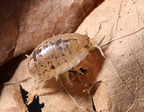 Aloniscus sp "Thai Island"