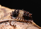 Isopoda sp "Thai Spiky"