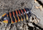 Merulanella sp "Ember Bee"