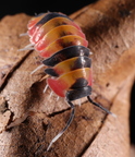 Merulanella sp "Phoenix"