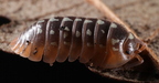 Armadillidium flavoscutatum
